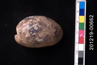 藏品(棗螺)的圖片