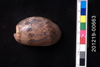 藏品(棗螺)的圖片