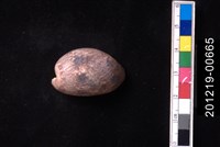 藏品(棗螺)的圖片