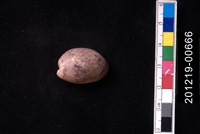 藏品(棗螺)的圖片