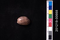 藏品(棗螺)的圖片