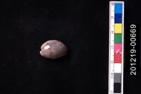 藏品(棗螺)的圖片