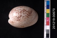 藏品(臺灣棗螺)的圖片