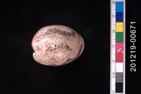 藏品(臺灣棗螺)的圖片