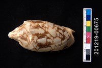 藏品(蝙蝠渦螺)的圖片