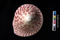 藏品(馬蹄鐘螺)的圖片