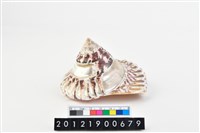 藏品(馬蹄鐘螺)的圖片