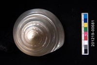 藏品(馬蹄鐘螺)的圖片