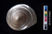 藏品(馬蹄鐘螺)的圖片