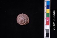 藏品(齒輪鐘螺)的圖片