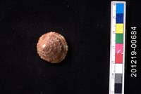 藏品(花斑鐘螺)的圖片