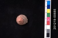 藏品(鐘螺)的圖片