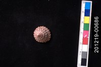 藏品(鐘螺)的圖片