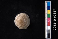 藏品(玉珠鐘螺)的圖片