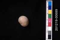 藏品(白肋蜑螺)的圖片