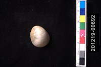 藏品(玉女蜑螺)的圖片