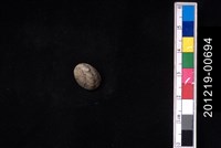 藏品(蜑螺)的圖片