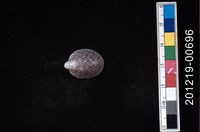 藏品(壁蜑螺)的圖片