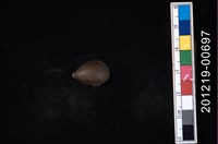 藏品(壁蜑螺)的圖片