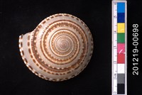 藏品(黑線車輪螺)的圖片