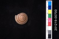 藏品(黑線車輪螺)的圖片