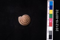 藏品(黑線車輪螺)的圖片