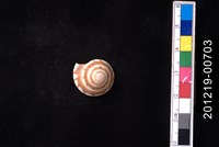 藏品(輻射車輪螺)的圖片