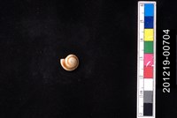 藏品(輻射車輪螺)的圖片