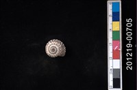 藏品(高腰車輪螺)的圖片