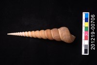 藏品(錐螺)的圖片