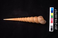 藏品(錐螺)的圖片