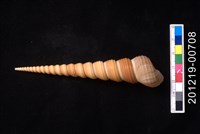 藏品(錐螺)的圖片