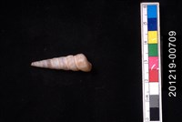 藏品(歐洲錐螺)的圖片