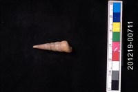 藏品(歐洲錐螺)的圖片