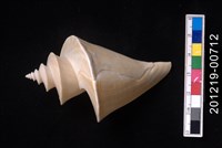 藏品(旋梯螺)的圖片