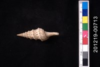 藏品(長捲管螺)的圖片