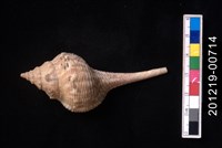 藏品(土豚拳螺)的圖片