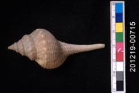 藏品(土豚拳螺)的圖片