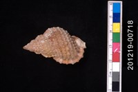 藏品(果粒蛙螺)的圖片