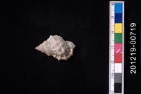 藏品(果粒蛙螺)的圖片