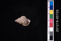 藏品(果粒蛙螺)的圖片