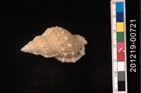 藏品(蛙螺)的圖片