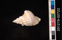 藏品(蛙螺)的圖片