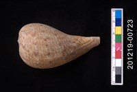 藏品(小枇杷螺)的圖片