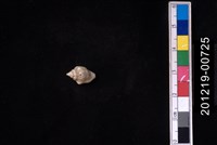 藏品(花麥螺)的圖片