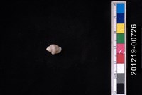 藏品(花麥螺)的圖片