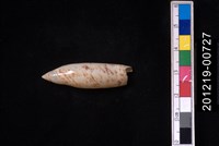 藏品(飛彈螺)的圖片