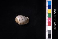 藏品(玫瑰泡螺)的圖片