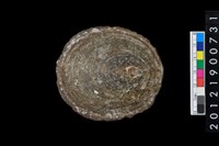 藏品(龜甲笠螺)的圖片