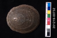 藏品(龜甲笠螺)的圖片